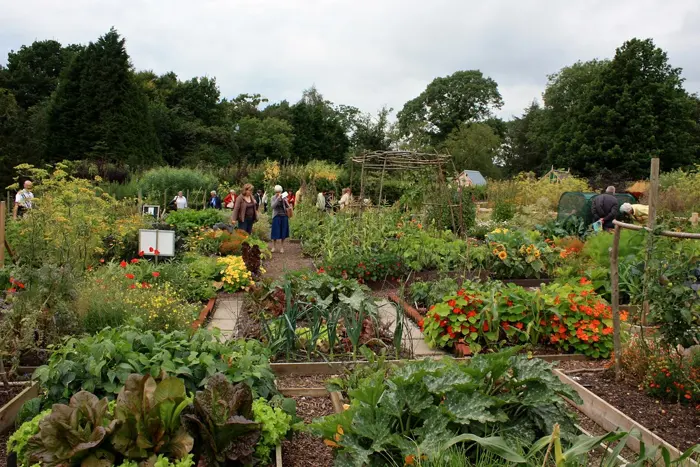 A kitchen garden of vegetables, herbs and marigolds in neat beds