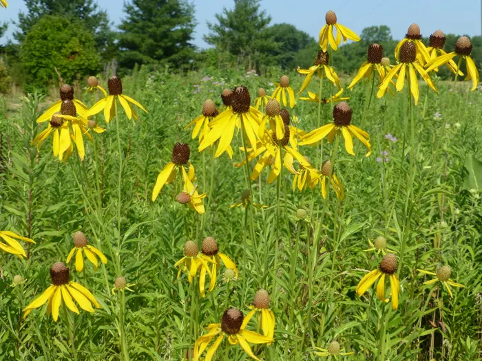 Yellow grey-headed coneflowers in a native prairie planting