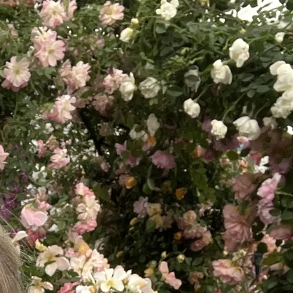 Pale pink and white climbing roses